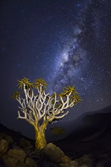 Lilianae Prints: Quiver tree (Aloidendron dichotomum) at night with milky way visible in the sky