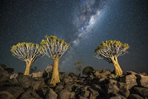 Dramatic Nature Gallery: Quiver tree forest (Aloe dichotoma) at night with stars and the Milky Way, Keetmanshoop, Namibia