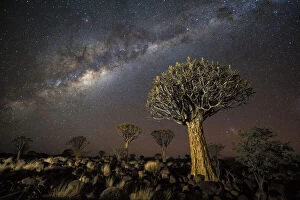 Dramatic Nature Collection: Quiver tree forest (Aloe dichotoma) at night with stars and the Milky Way, Keetmanshoop, Namibia