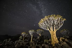 Quiver trees (Aloe dichotoma) with the Milky Way at night, Keetmanshoop, Namibia