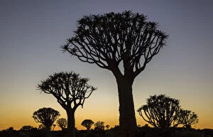 Quiver trees (Aloidendron dichotomum) silhouetted against dawn sky, Namibia, May
