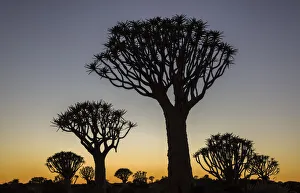 Namibia Prints: Quiver trees (Aloidendron dichotomum) silhouetted against dawn sky, Namibia, May