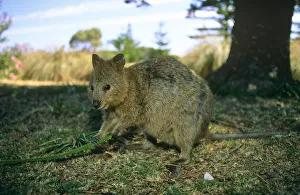 Quokka feeding on vegetation (Setonix brachyurus) Rottnest Island, Australia