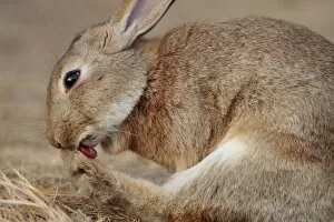 Alien Species Gallery: Rabbit grooming toes, Okunoshima Rabbit Island, Takehara, Hiroshima, Japan