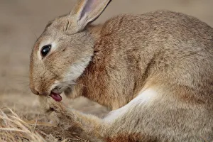 Animal Feet Gallery: Rabbit grooming toes, Okunoshima Rabbit Island, Takehara, Hiroshima, Japan