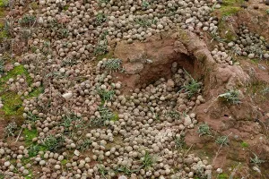 Leporidae Prints: Rabbit (Oryctolagus cuniculus) droppings, La Rioja, Spain. January