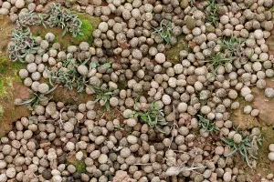 Leporidae Prints: Rabbit (Oryctolagus cuniculus) droppings, La Rioja, Spain. January