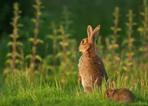 Grazing Prints: Rabbit (Oryctolagus cuniculus) female