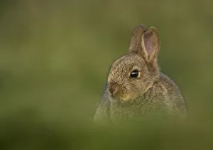 Images Dated 3rd April 2009: Rabbit (Oryctolagus cuniculus) amongst grass. Shetland Isles, Scotland, UK, April