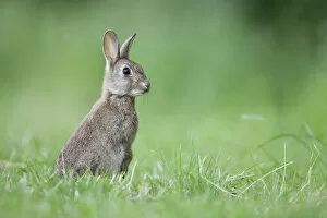 Images Dated 6th June 2011: Rabbit (Oryctolagus cuniculus) on grassland, Hardington Moor NNR, Somerset, UK, June