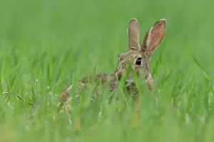 Leporidae Prints: Rabbit (Oryctolagus cuniculus) in grassland, La Rioja, Spain. April