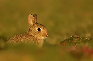Twilight Prints: Rabbit (Oryctolagus cuniculus) infant