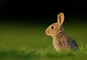 Twilight Prints: Rabbit (Oryctolagus cuniculus) juvenile