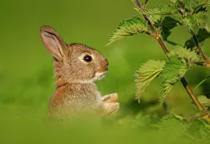 Oryctolagus Prints: Rabbit (Oryctolagus cuniculus) juvenile