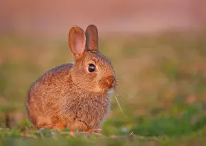 Hebrides Prints: Rabbit (Oryctolagus cuniculus) juvenile