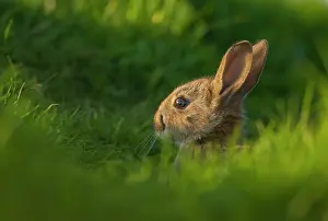 Oryctolagus Prints: Rabbit (Oryctolagus cuniculus) juvenile, sitting alert near the warren, Norfolk, UK. May