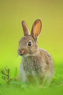 Oryctolagus Prints: Rabbit (Oryctolagus cuniculus) juvenile, portrait, Norfolk, UK. June