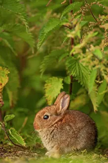 Oryctolagus Prints: Rabbit (Oryctolagus cuniculus) juvenile, sitting under nettles
Norfolk, UK. June. June