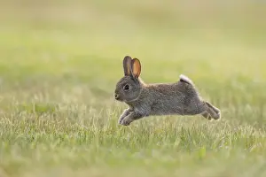 Leporidae Prints: Rabbit (Oryctolagus cuniculus) juvenile running on grass
