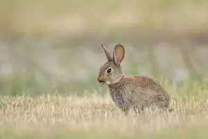 Sticking Out Tongue Prints: Rabbit (Oryctolagus cuniculus) juvenile with tongue poking out