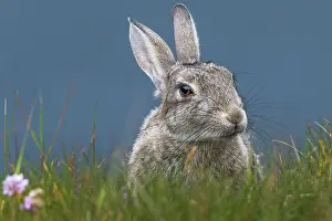 Leporidae Prints: Rabbit (Oryctolagus cuniculus) portrait, Mainland, Shetland Islands, Scotland, UK. July