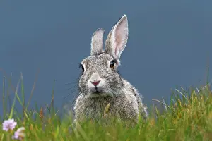 Leporidae Prints: Rabbit (Oryctolagus cuniculus) portrait, Mainland, Shetland Islands, Scotland, UK. July