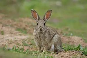 Leporidae Prints: Rabbit (Oryctolagus cuniculus) portrait, La Rioja, Spain. April