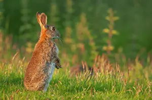 Twilight Prints: Rabbit (Oryctolagus cuniculus) sitting upright, alert, in field, Norfolk, UK. June