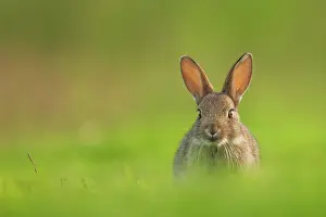 Sub Adult Prints: Rabbit (Oryctolagus cuniculus) sub-adult, sitting in open grassland, Norfolk, UK. June