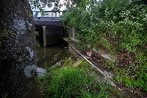 Pays De La Loire Prints: Rabbit (Oryctolagus cuniculus) using a wildlife underpass below the A83 highway and above the Blaison river