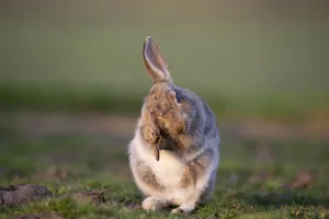 Rabbit (Oryctolagus cunniculus) juvenile grooming ears, Wiltshire, UK, May