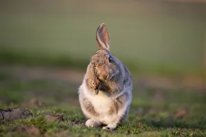 Rabbit (Oryctolagus cunniculus) juvenile grooming ears, Wiltshire, UK, May