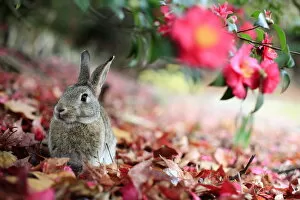 Bunny Island Collection: Rabbit sitting alert under flower, Okunoshima Rabbit Island, Takehara, Hiroshima