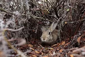 Rabbit walking through pathway through bushes, Okunoshima Rabbit Island'
