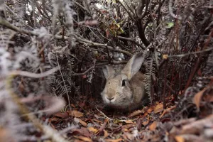 Bunny Island Prints: Rabbit walking through pathway through bushes, Okunoshima Rabbit Island