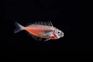 Larva Prints: Rabbitfish (Siganus sp.) larvae, Yap, Federated States of Micronesia, Pacific Ocean