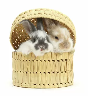 Easter Gallery: Two Rabbits, infants, peeking out of wicker basket, portrait