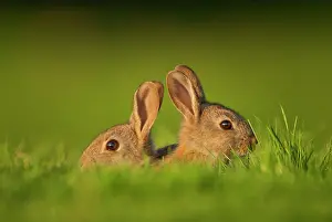 Twilight Prints: Two Rabbits (Oryctolagus cuniculus) juveniles