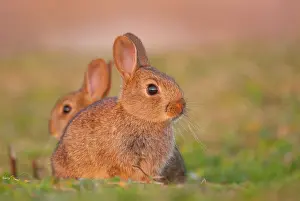 Hebrides Prints: Two Rabbits (Oryctolagus cuniculus) juveniles