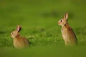 Sub Adult Prints: Two Rabbits (Oryctolagus cuniculus) sub-adults