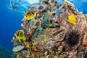 August 2022 Highlights Collection: Raccoon butterflyfish (Chaetodon lunula), endemic Saddle wrasse (Thalassoma duperrey)