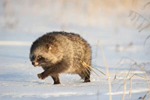 2018 November Highlights Gallery: Raccoon dog (Nycterentes procyonoides) walking across snow, Vladivostok, Primorsky Krai