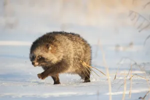 Raccoon dog (Nycterentes procyonoides) walking across snow, Vladivostok, Primorsky Krai