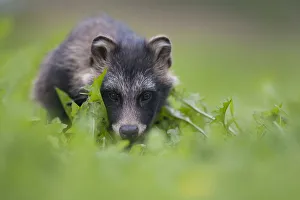 Images Dated 27th August 2009: Raccoon dog (Nyctereutes procyonoides) portrait, Pohtiolampi, Kangasala, Finland