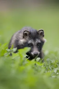 Images Dated 27th August 2009: Raccoon dog (Nyctereutes procyonoides) portrait, Pohtiolampi, Kangasala, Finland