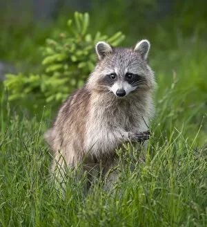 2020 July Highlights Collection: Raccoon (Procyon lotor) Acadia National Park, Maine, USA