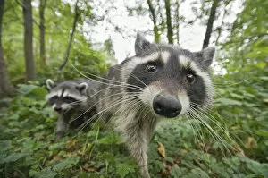 Raccoon (Procyon lotor) approaching camera, Stanley park, Vancouver, British Columbia