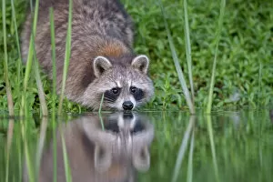 February 2023 Highlights Collection: Raccoon (Procyon lotor) drinking from a beaver pond in Acadia National Park, Maine, USA. June