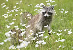 2020 July Highlights Collection: Raccoon (Procyon lotor) female with cub among flowers, Acadia National Park, Maine, USA