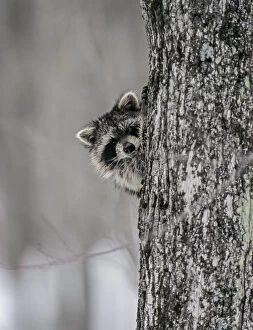 North American Wildlife Collection: Raccoon (Procyon lotor) peering out from behind tree trunk, Baxter State Park, Maine, USA